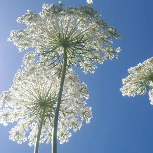 Workplace-Issues-EAP-Counselling at Skills4LifePsychology in Ormiston, Redlands, QLD