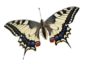 Skills4LifePsychology butterfly