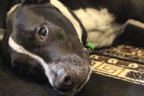 Pet Loss Support - Socks the dog -Skills4LifePsychology